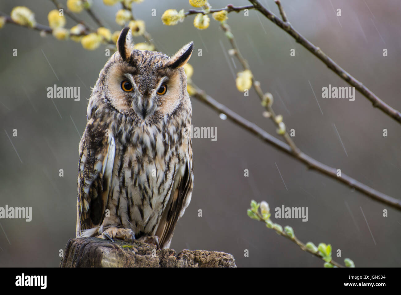 Long Eared Owl (Asio otus) Captive - UK Stock Photo