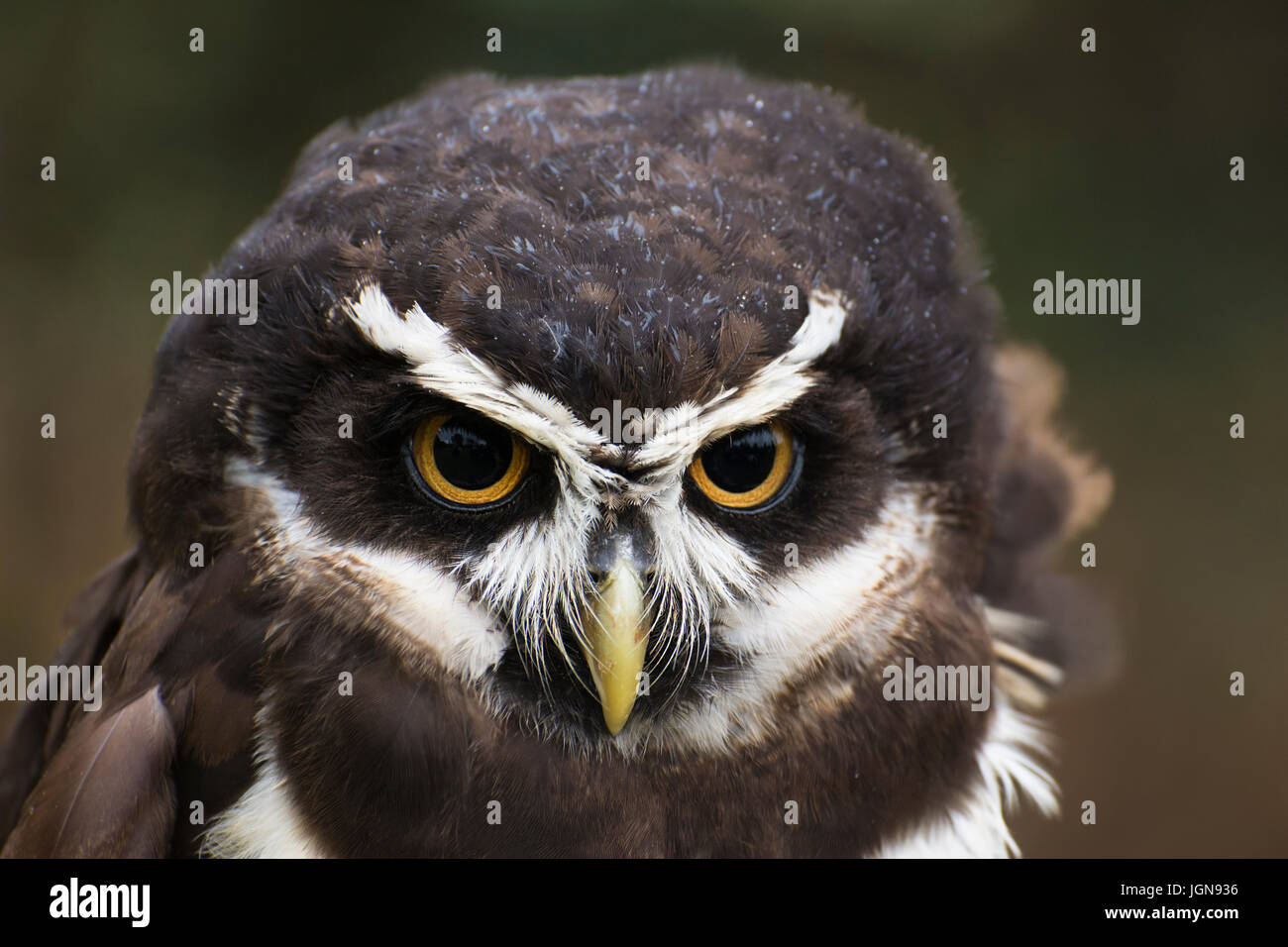 spectacled owl Pulsatrix perspicillata captive - UK Stock Photo