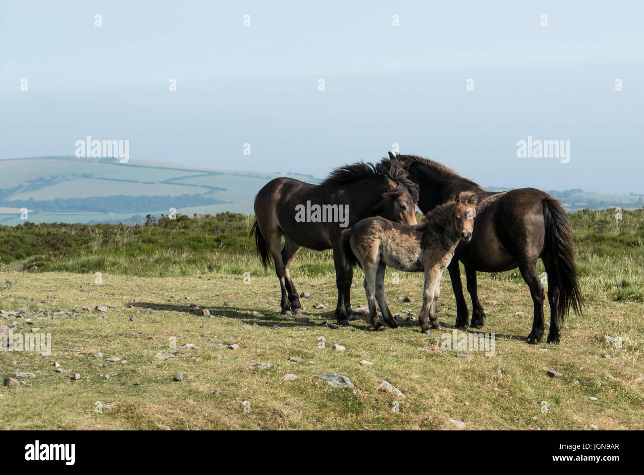 Exmoor Ponies, Dunkery Beacon, Exmoor Stock Photo