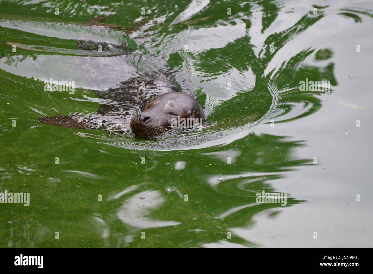 Harbor seal in the water Stock Photo - Alamy