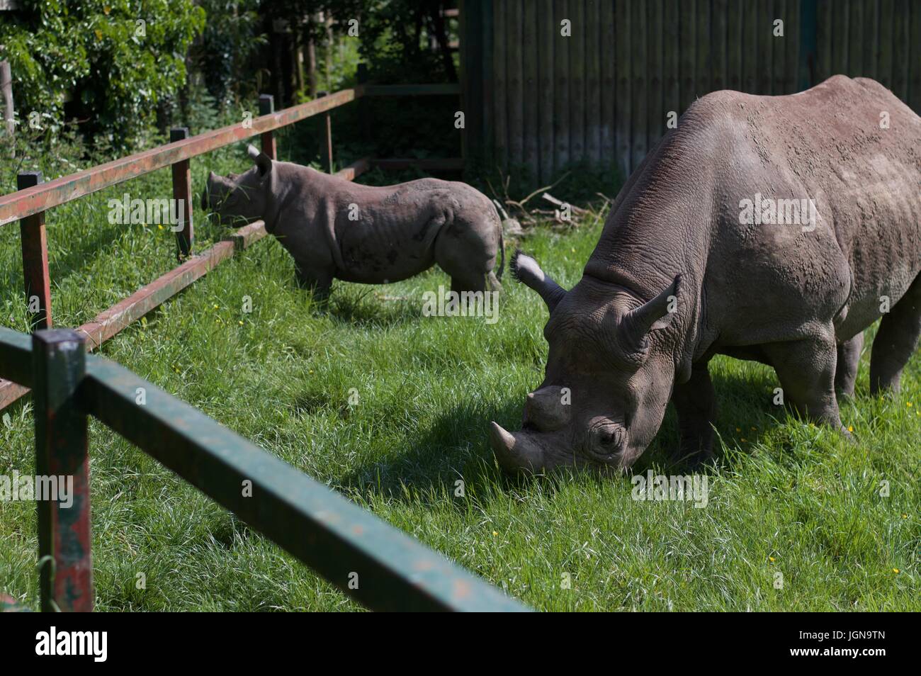 Rhino with baby, Port Lympne wildlife park Stock Photo