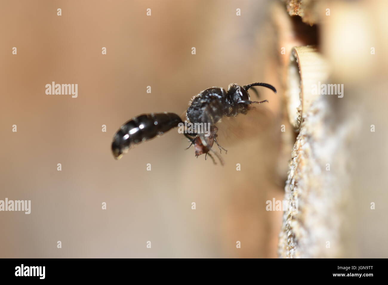 Crabronidae solitary wasp (Psenulus fuscipennis) bringing aphids to its nest in a hollow reed stalk. in flight with prey, approaching an insect hotel. Stock Photo