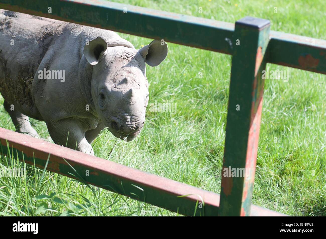 Baby black rhino in captivity, Port Lympne wildlife park Stock Photo