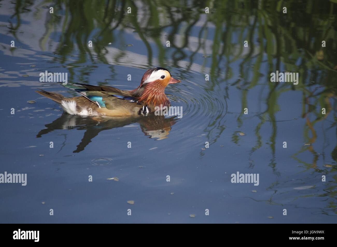 Mandarin Duck swimming Stock Photo - Alamy