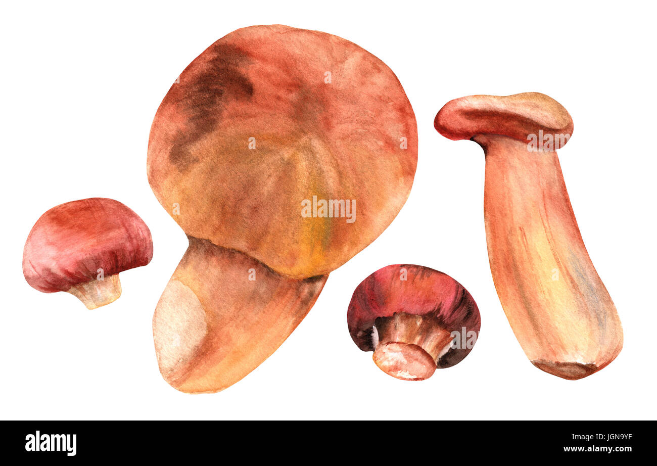 Isolated watercolor mushrooms drawing. Portobello, king trumpet Stock