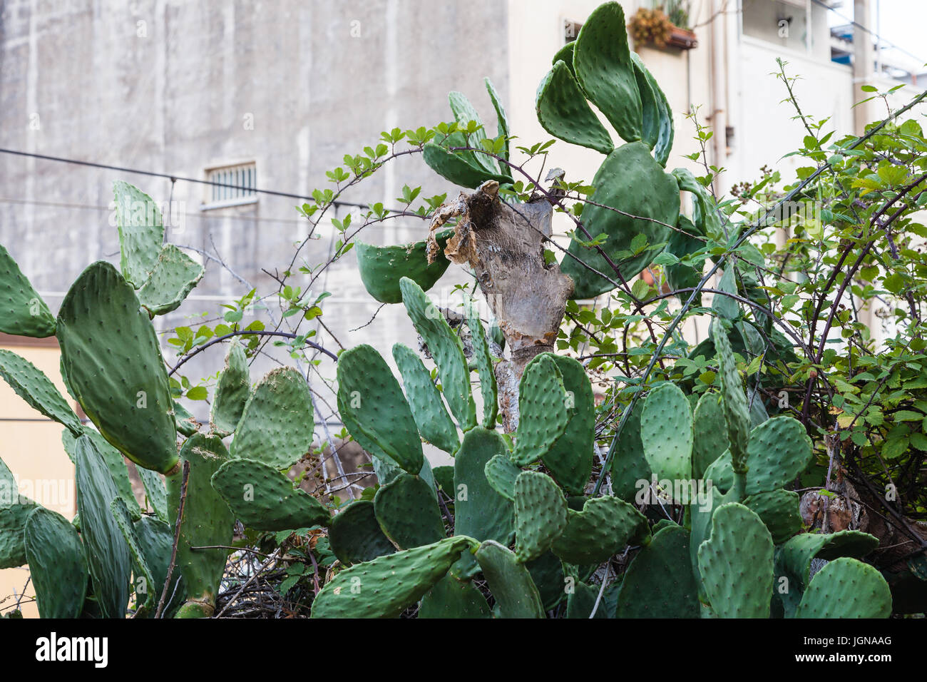 travel to Sicily, Italy - green Opuntia cactus n Giardini Naxos town in summer twilight Stock Photo