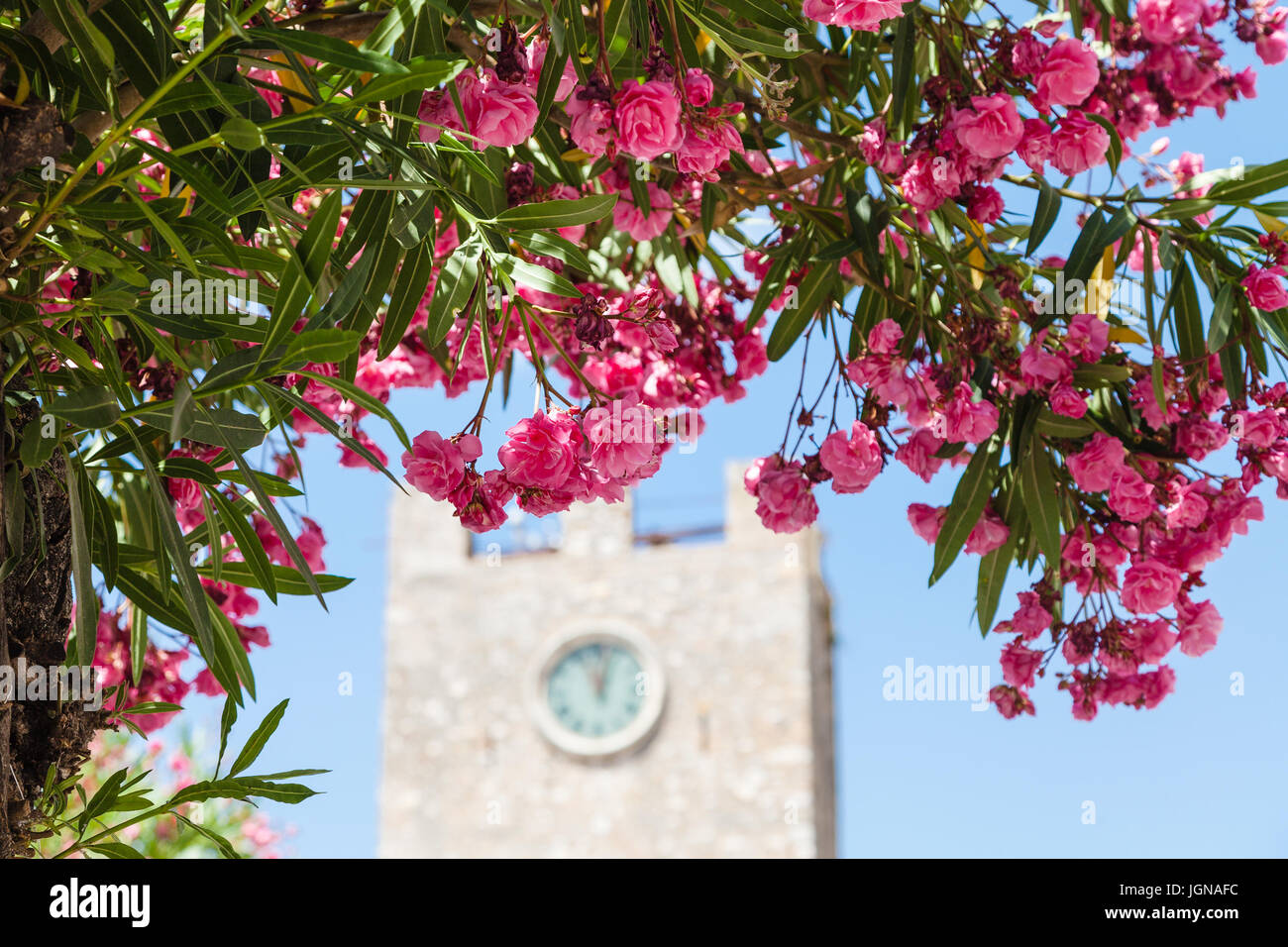 travel to Sicily, Italy - pink flowers of oleander and clock tower (Torre dell Orologio) on background at Piazza IX Aprile in Taormina city in summer  Stock Photo