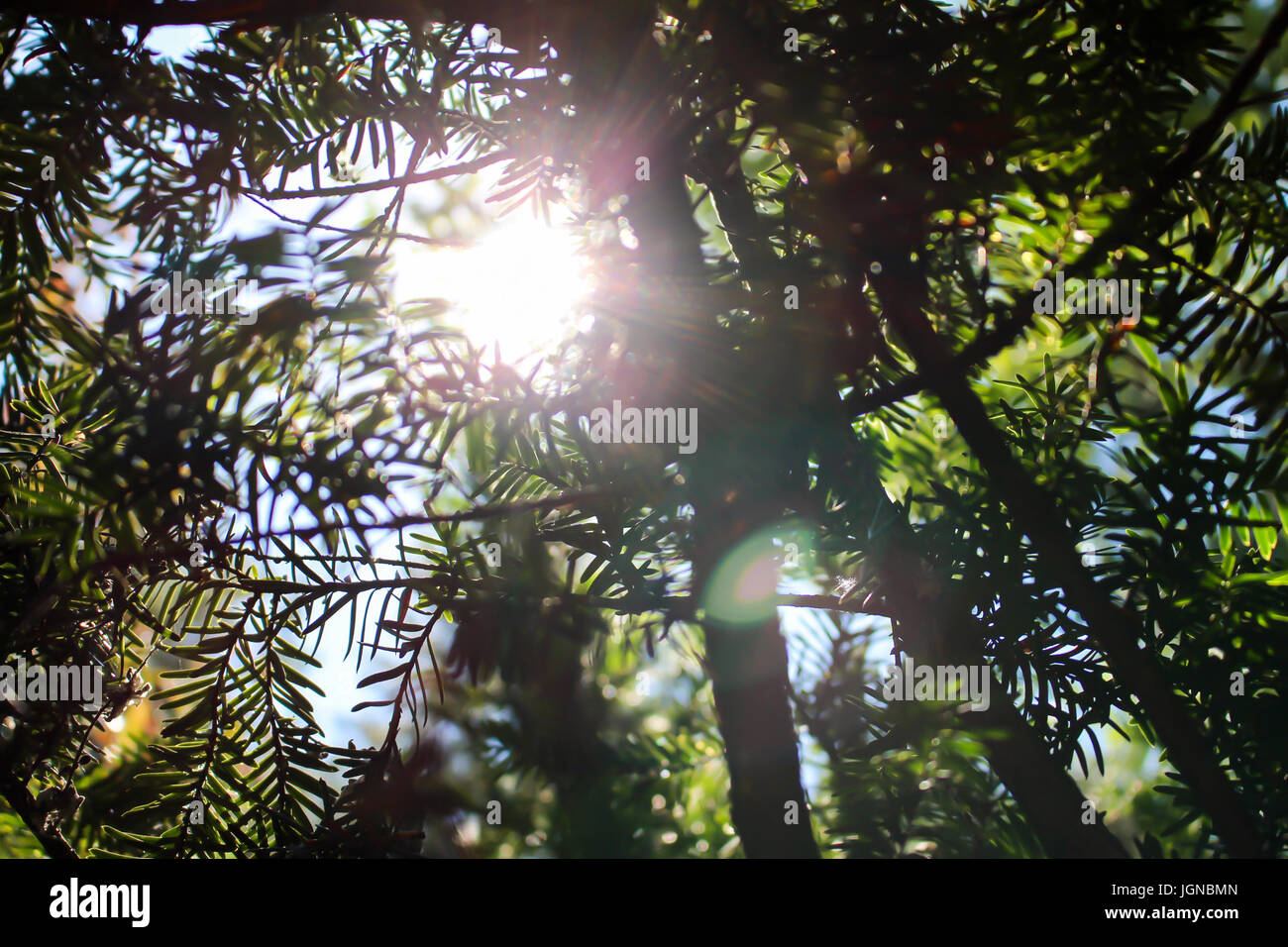 Sun in the fir tree Stock Photo - Alamy