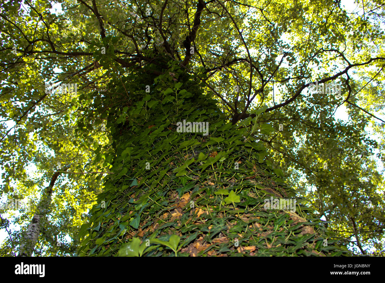 A tree full of foliage 2 Stock Photo - Alamy