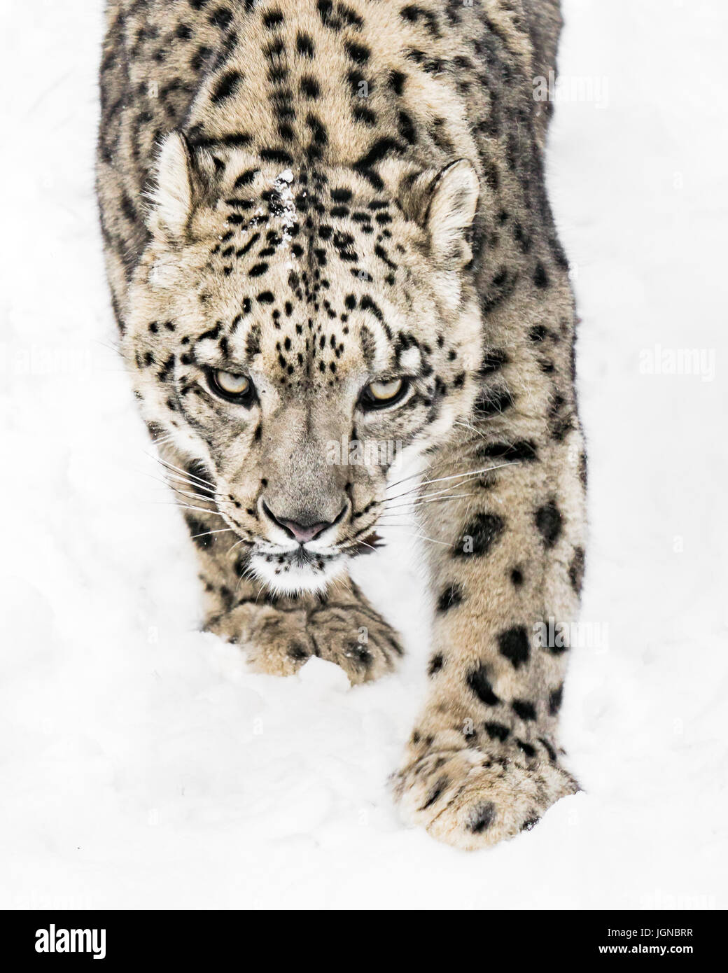 Snow Leopard Walking in Snow Stock Photo Alamy