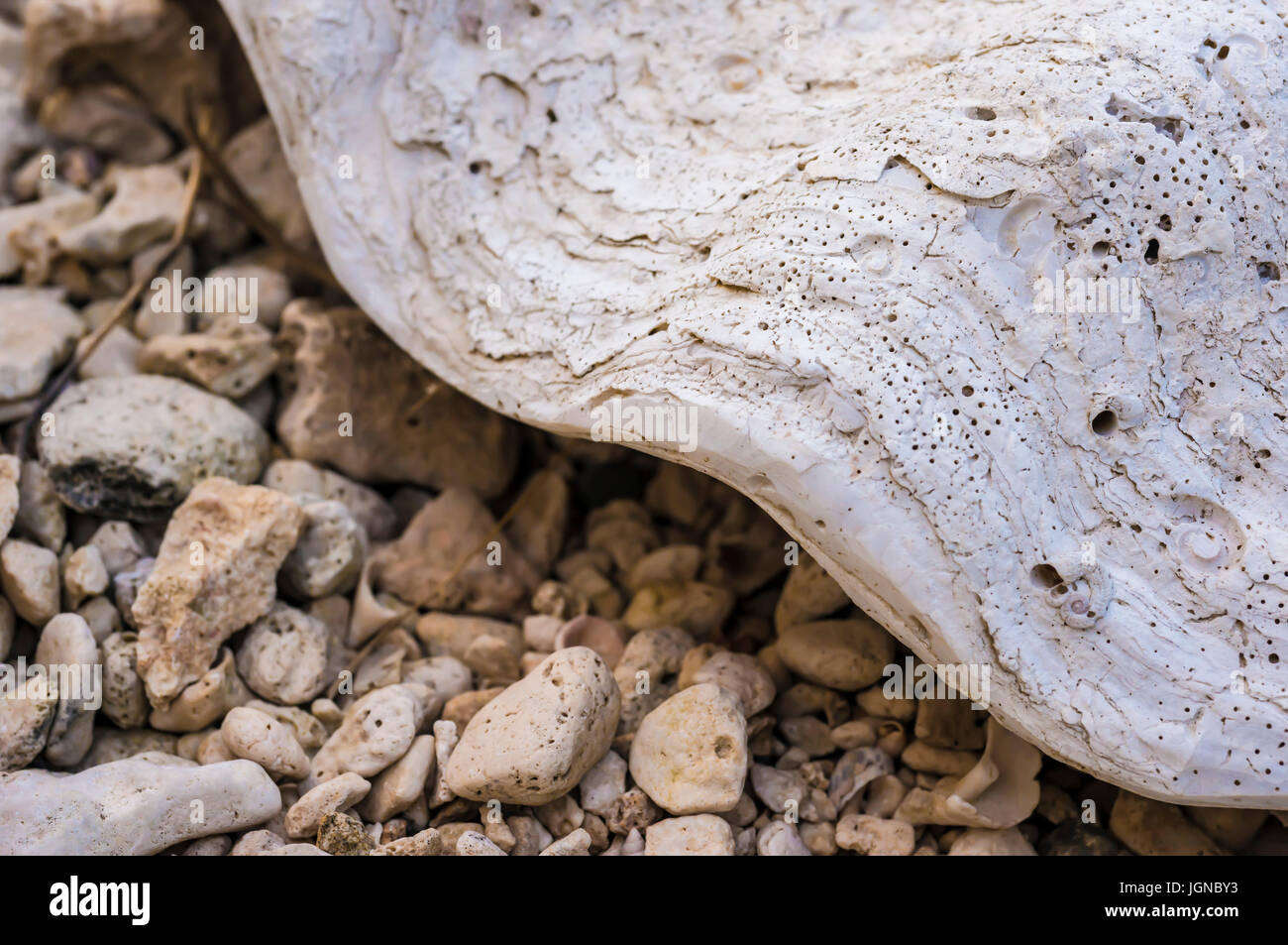 Close up of a huge ancient shell on rocky beach Stock Photo - Alamy