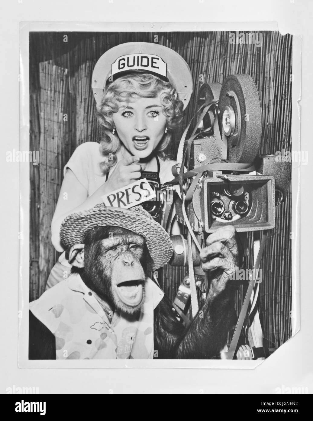 Chimpanzee with Actress - A circa 1940 vintage black and white photograph with movie camera and projector acting as tour guide and press agent. Stock Photo