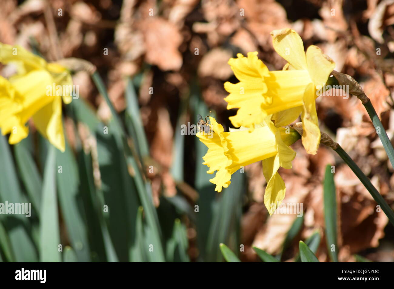 Insect on a daffodil Stock Photo Alamy