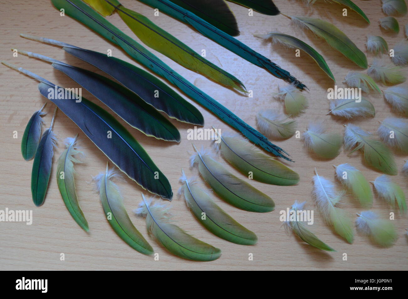 Indian ringneck parakeet feathers Stock Photo