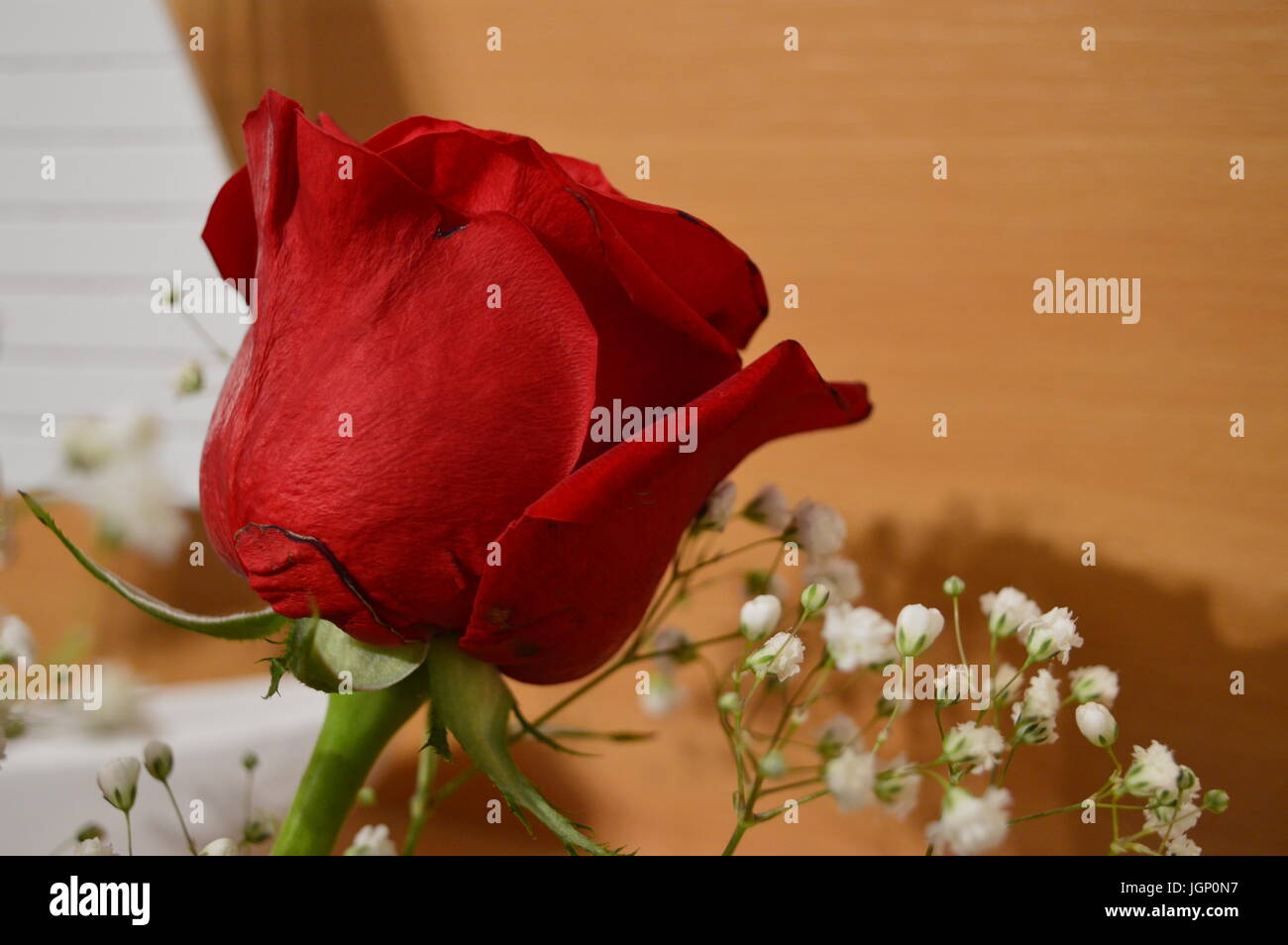 Fleurs Blanches Avec Rose Rouge High Resolution Stock Photography and  Images - Alamy