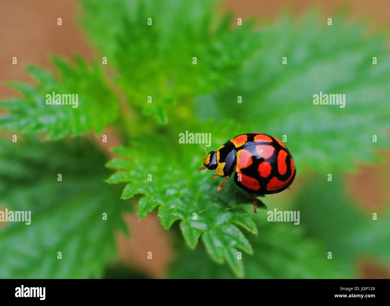 Our lady of ascension hires stock photography and images Alamy