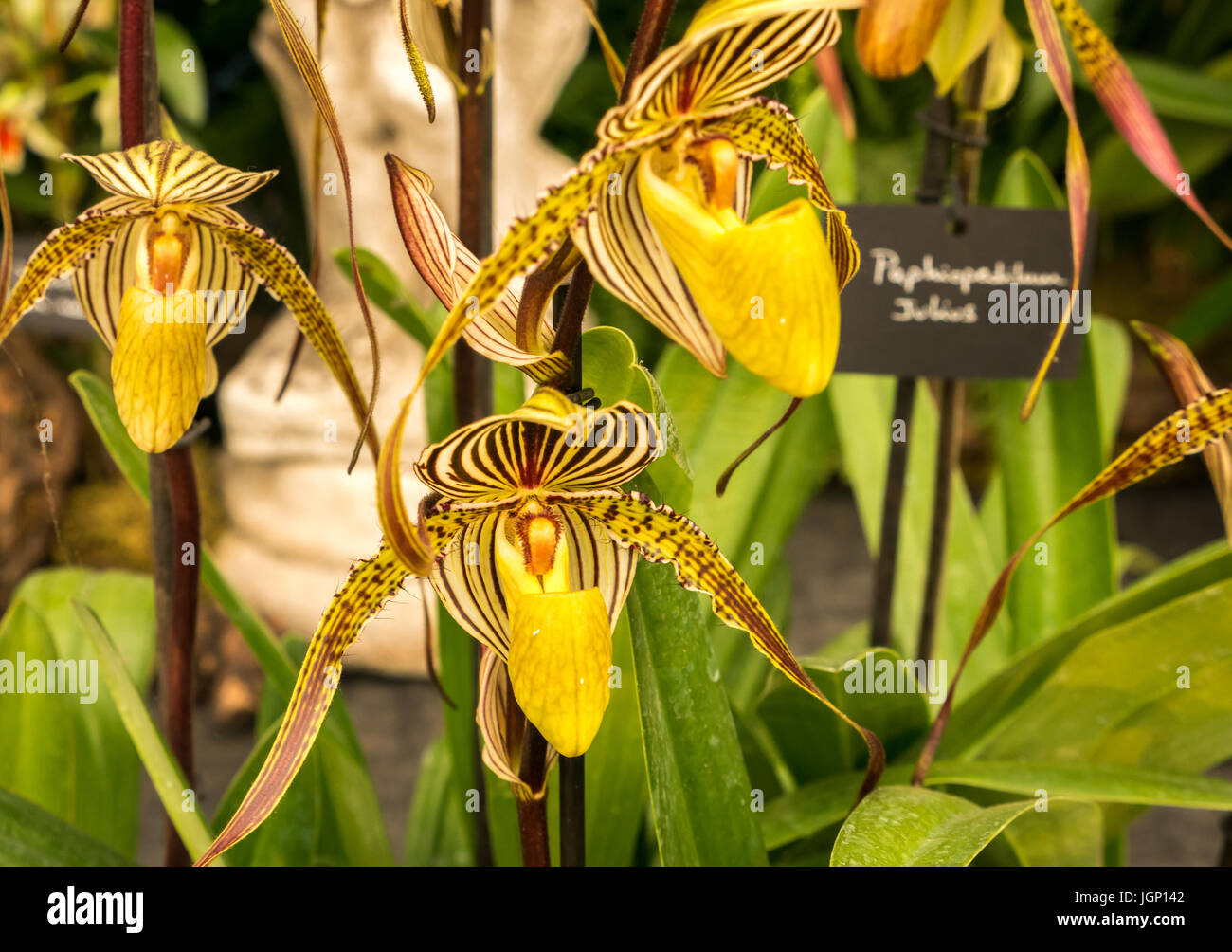 Close up of Paphiopedilum Saint Swithin yellow and black striped exotic orchid flowers, RHS flower show, UK Stock Photo