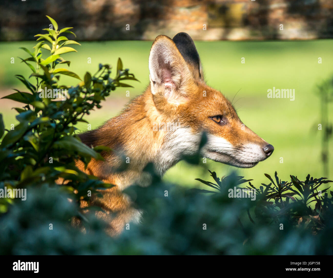 Close up of urban fox, Vulpes, vulpes, in London garden seen through bushes, England, UK Stock Photo