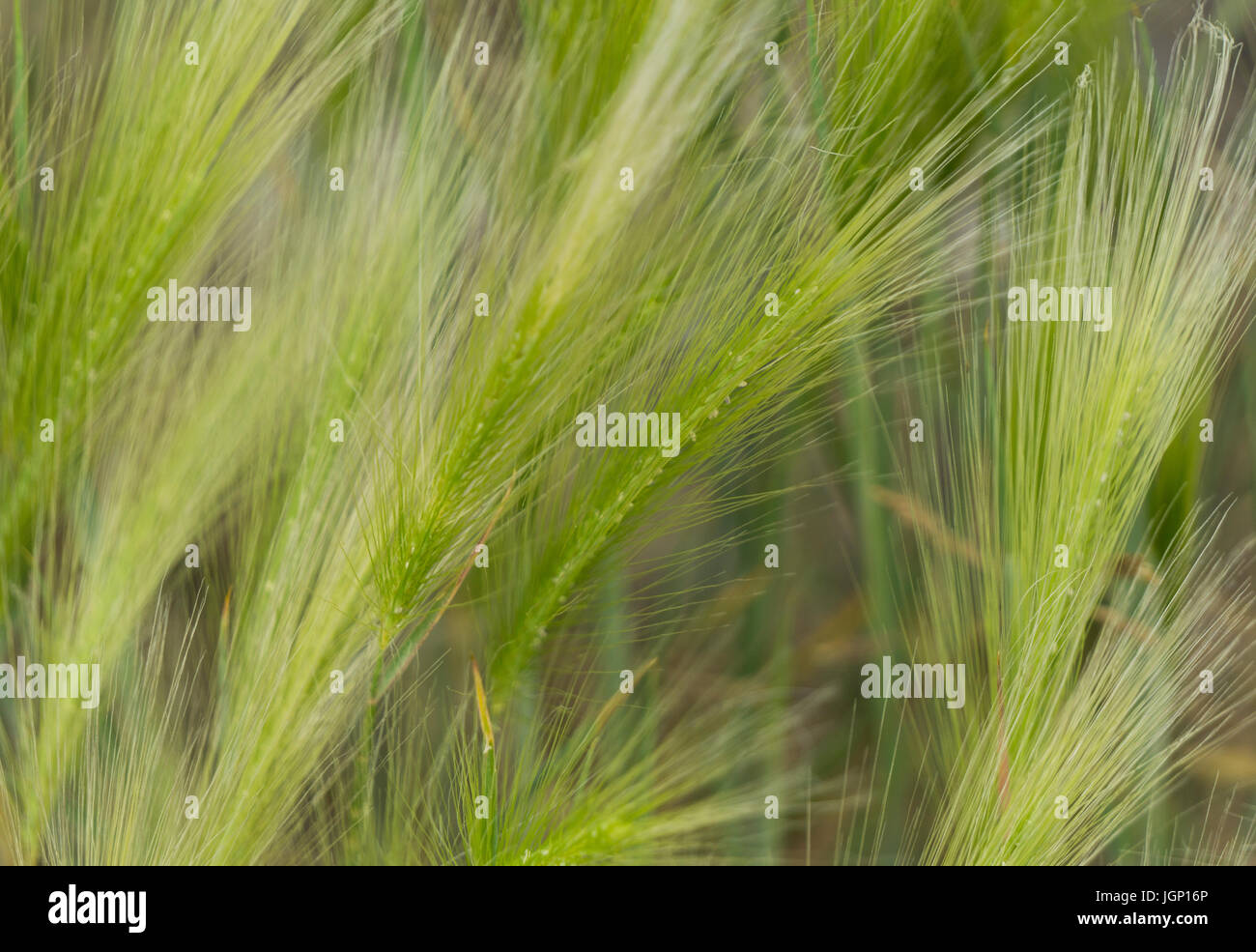 Barley Grass weed, Bowmont Park, Calgary, AB Stock Photo