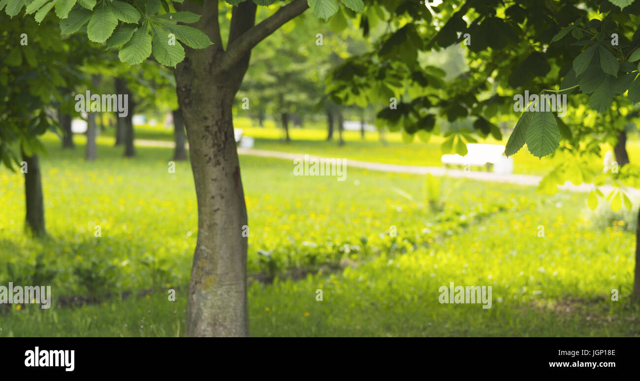background with chestnut trees in summer day Stock Photo - Alamy