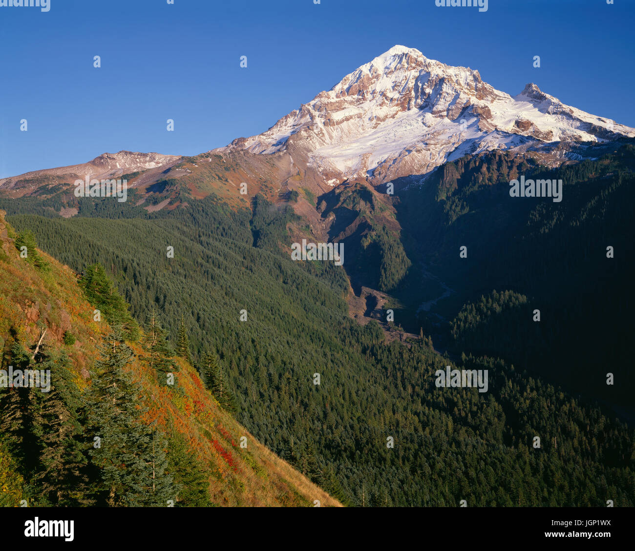 USA, Oregon, Mount Hood National Forest, Mount Hood Wilderness, West side of Mount Hood and autumn shrubs on slopes of Bald Mountain. Stock Photo