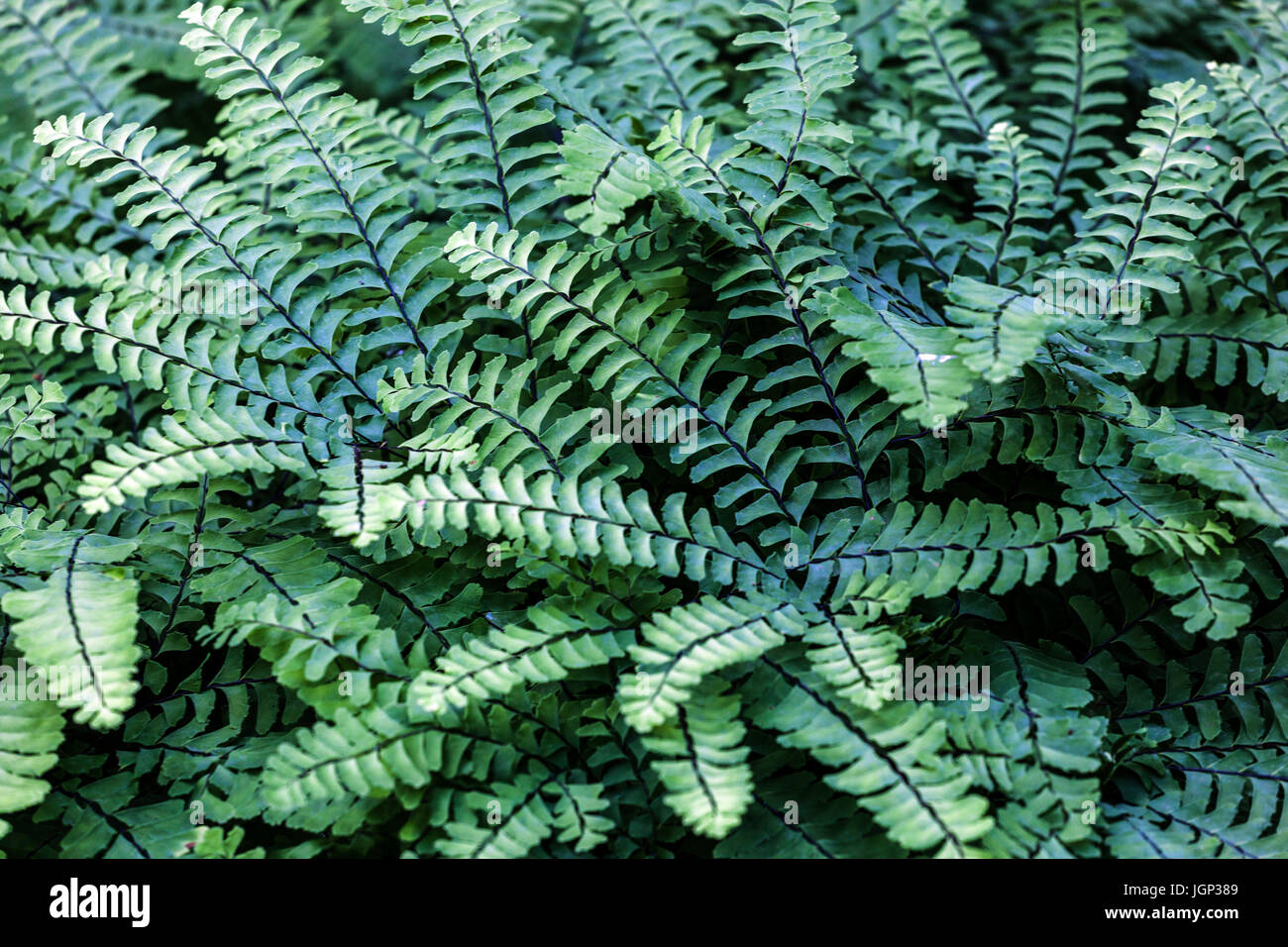 Adiantum pedatum – Northern maidenhair, Five-fingered fern, july leaves Stock Photo
