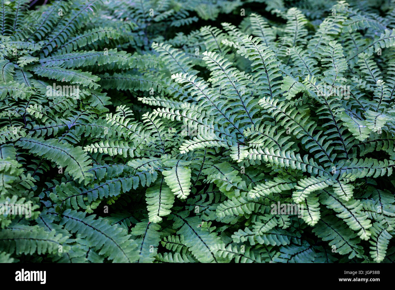 Adiantum pedatum Stock Photo