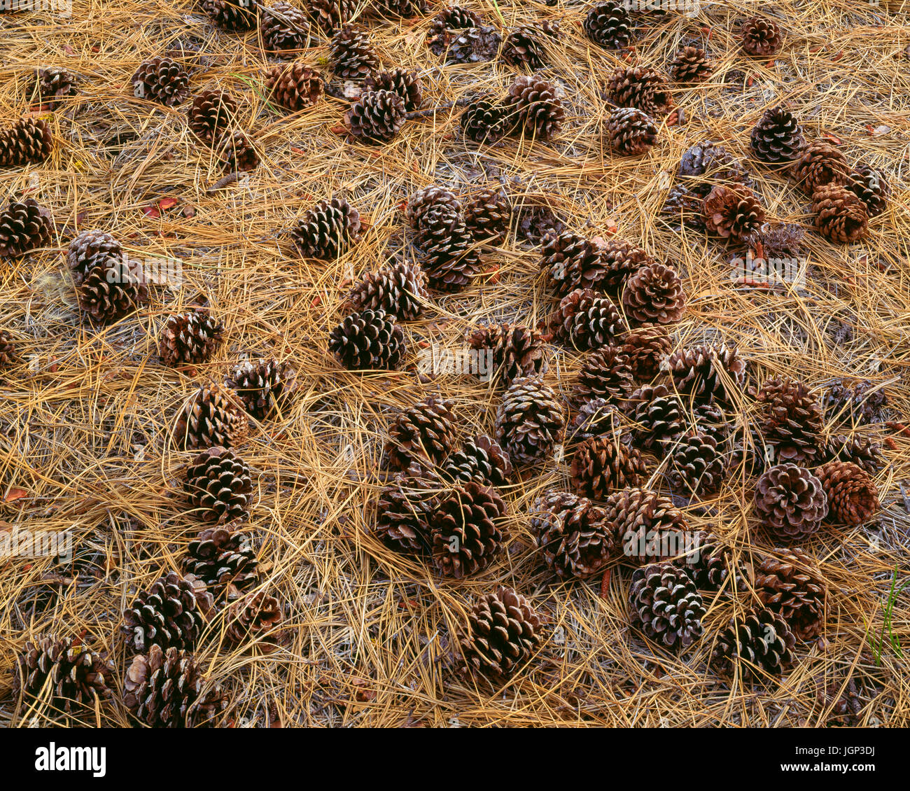 USA, Oregon, Newberry National Volcanic Monument, Cones, and needles of ponderosa pine cover the forest floor. Stock Photo