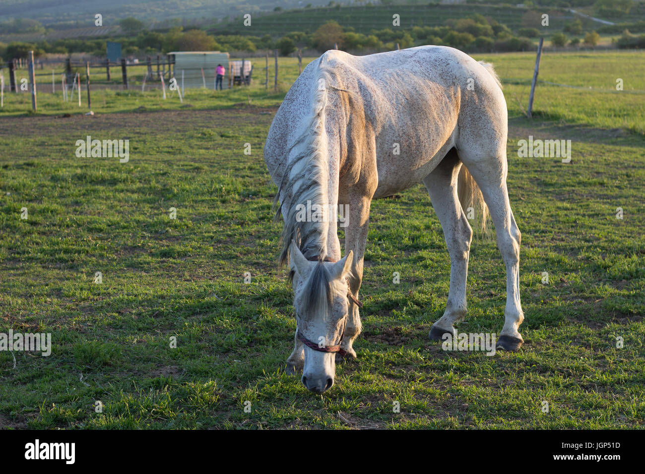 one white horse feeding on the green meadow Stock Photo