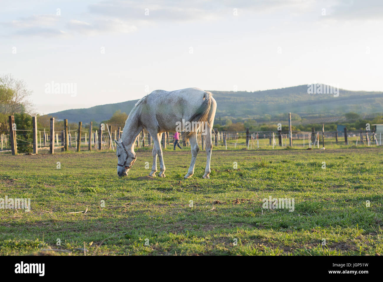one white horse feeding on the green meadow Stock Photo