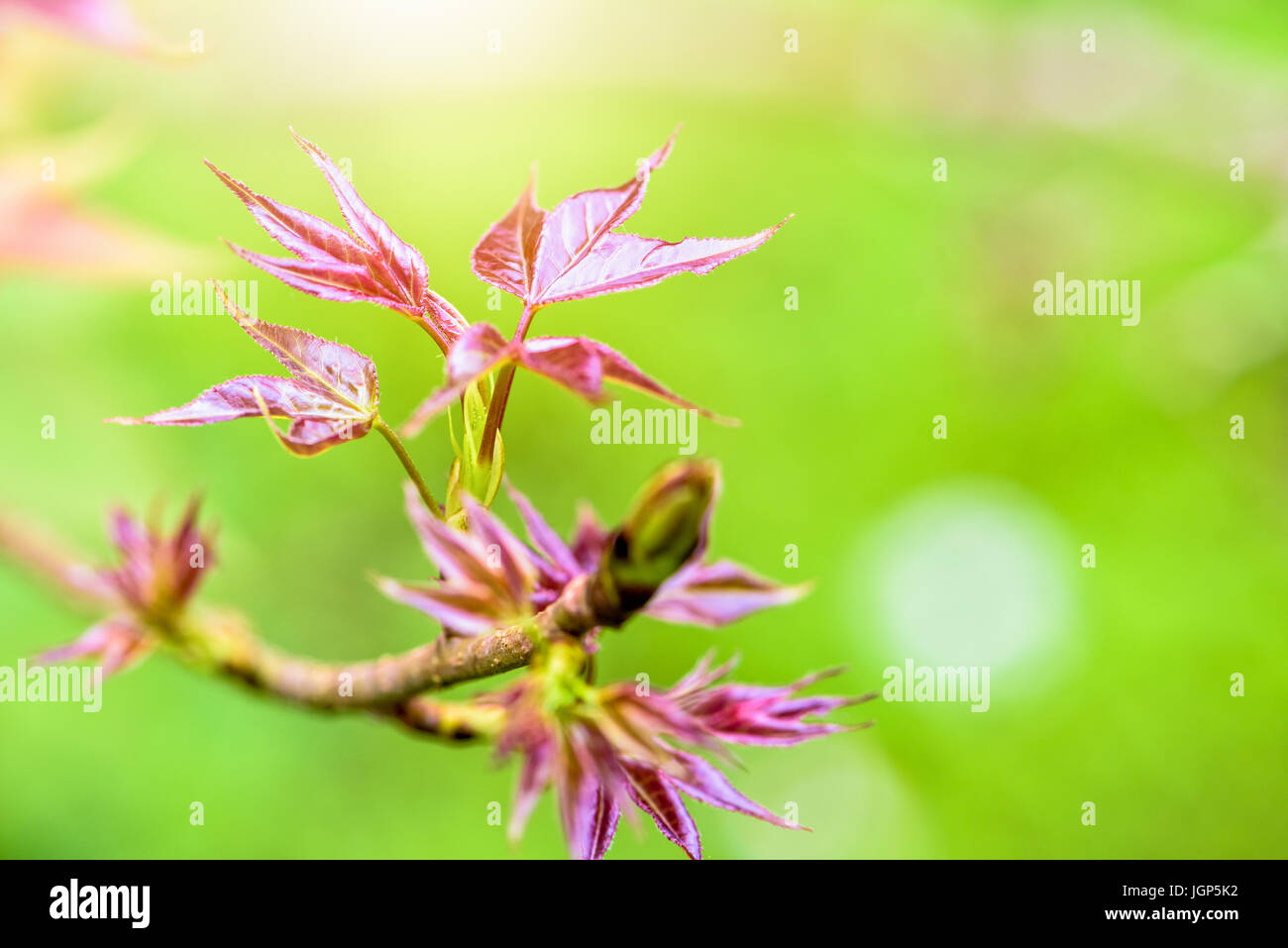 Red young leaves of Maple, Liquidambar formosana, Chinese sweet gum or Formosan gum with sunlight are blossoming in spring on green background Stock Photo