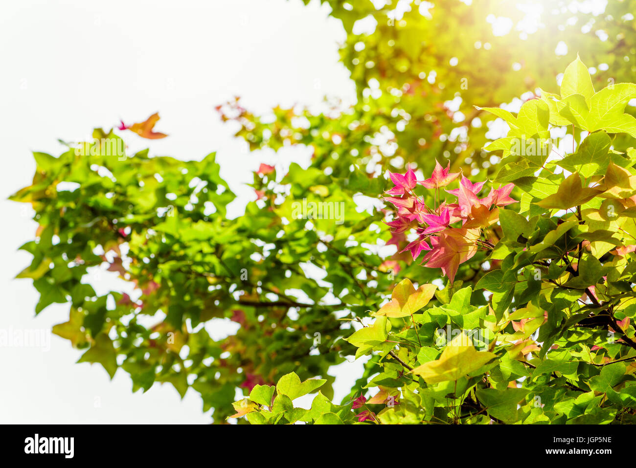 Red young leaves of Maple, Liquidambar formosana, Chinese sweet gum or Formosan gum on tree with sunlight are blossoming in spring background, Thailan Stock Photo