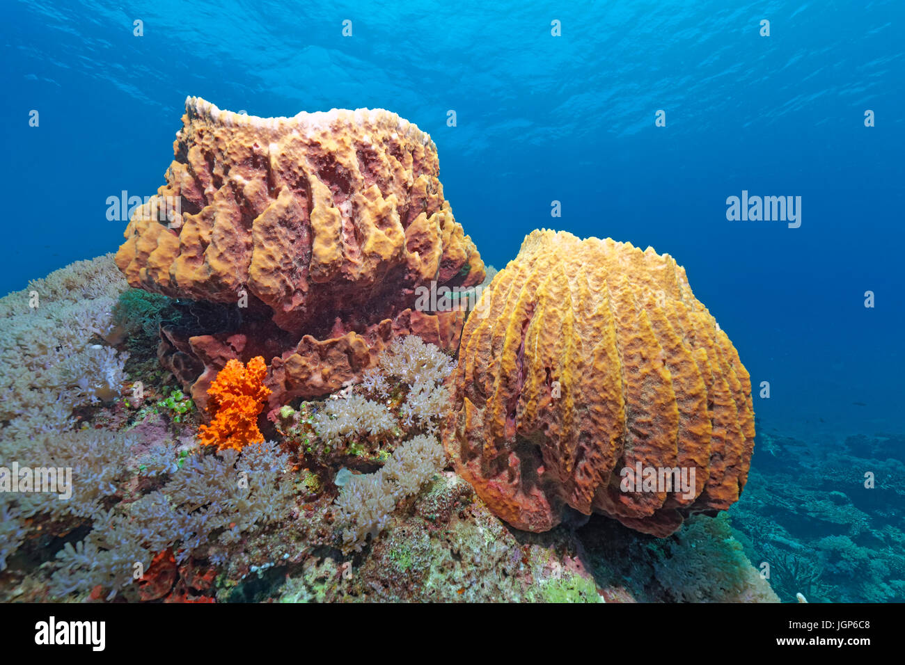 Barrel sponge (Xestospongia testudinaria) in coral reef, Palawan, Mimaropa, Sulu lake, Pacific Ocean, Philippines Stock Photo