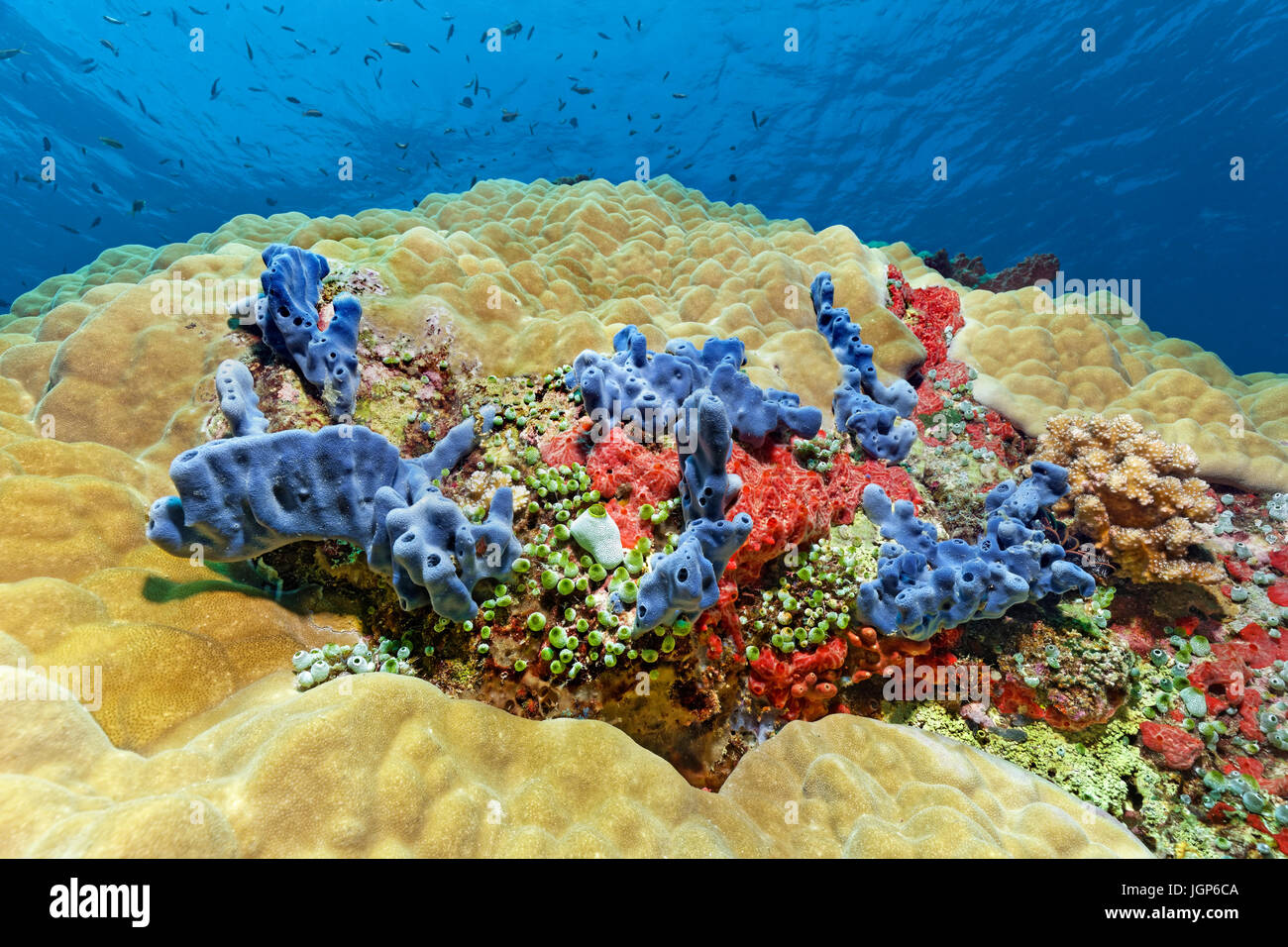 Stony coral (Porical lutea) with sponges (Haliclona sp.), blue, (Clathria mima) red, tall urn ascidian (Didemnum molle), green Stock Photo