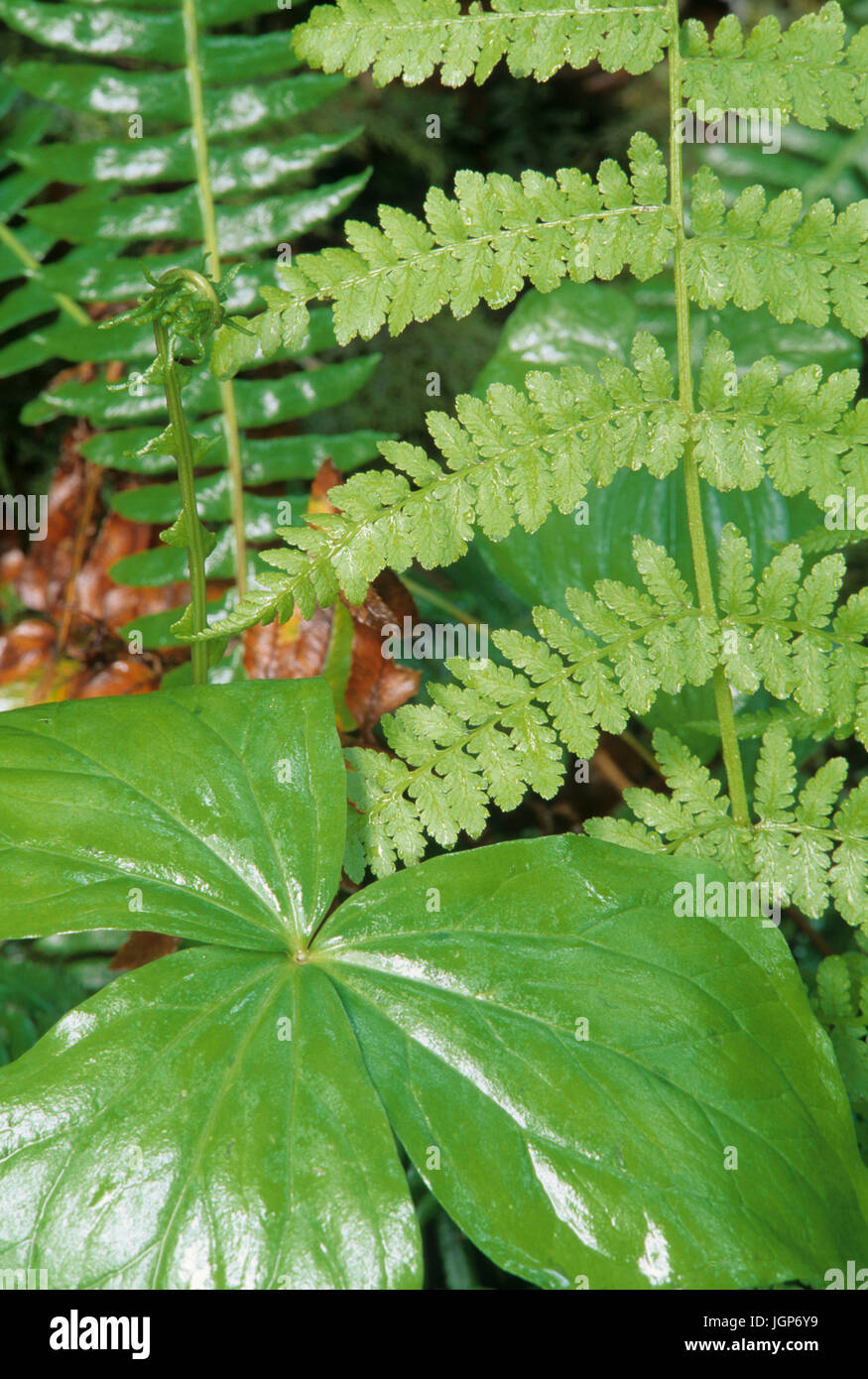Trillium & lady fern, Olympic National Park, Washington Stock Photo