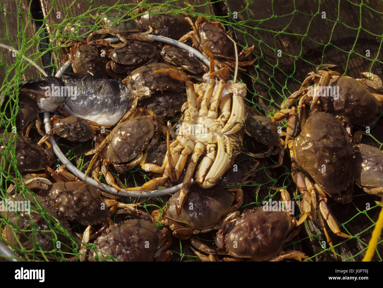 Dungeness crab on fishing pier at Port of Peninsula, Nahcotta, Washington  Stock Photo - Alamy