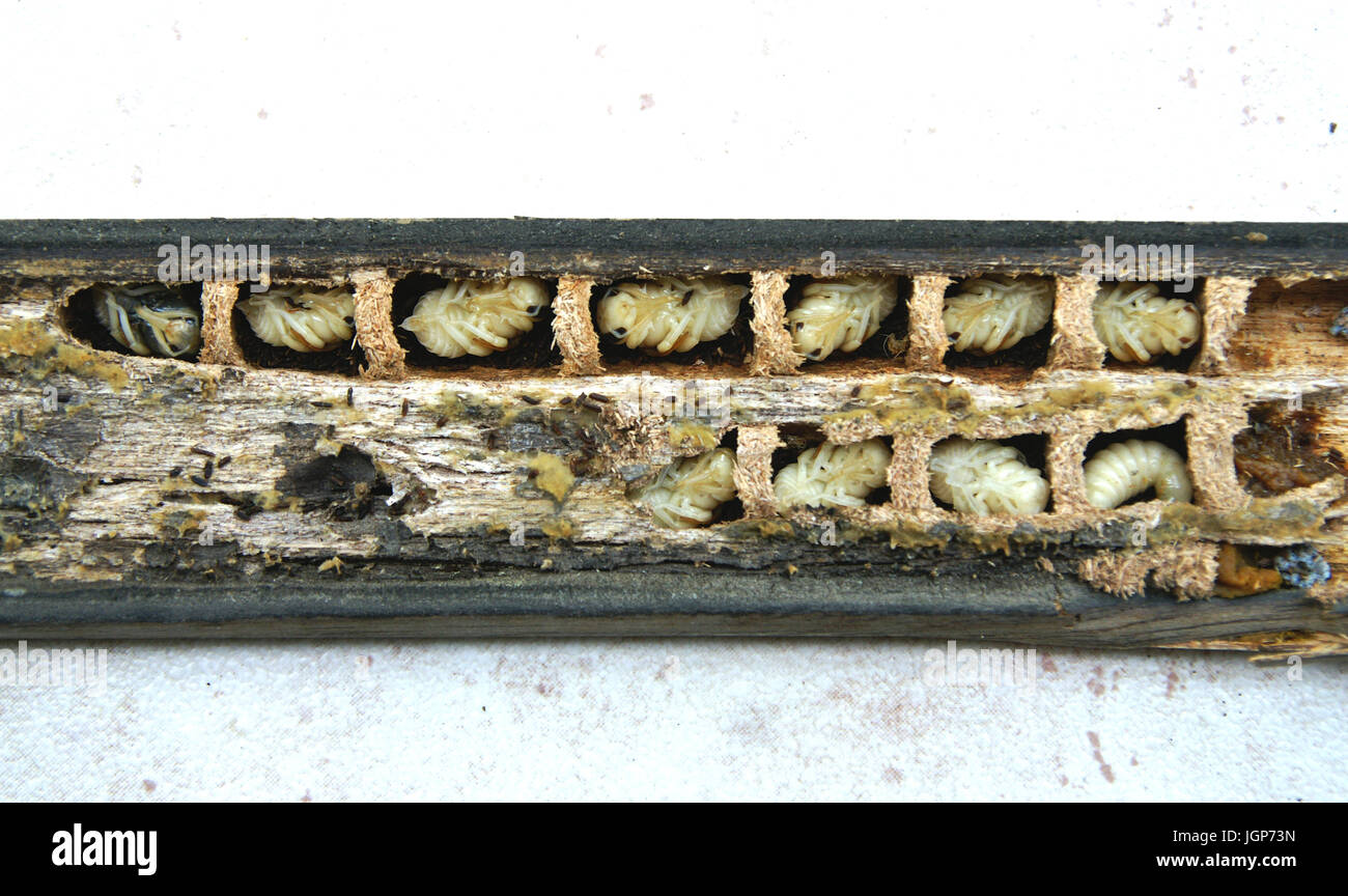 Carpenter bee, larvae nest.  Xylocopa violacea. Gallery and cells excavated in wood railing. Photo taken in July 2017. Color picture. Stock Photo