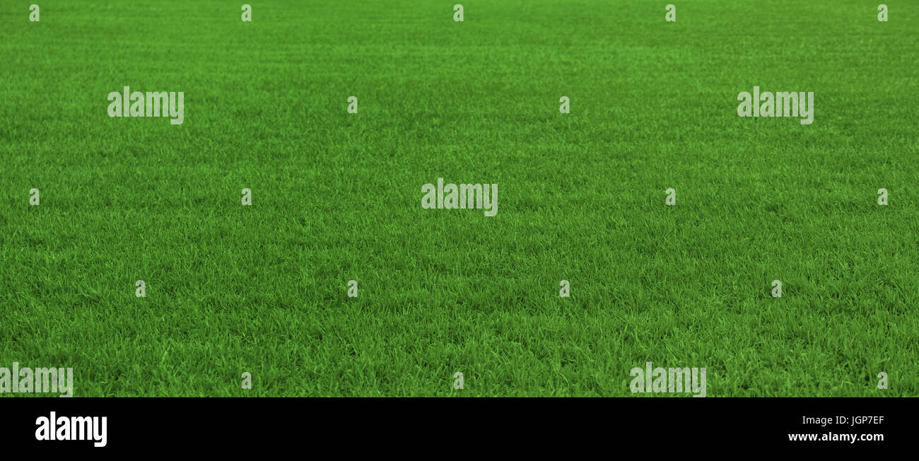 Background of beautiful, fresh green grass pattern Stock Photo - Alamy