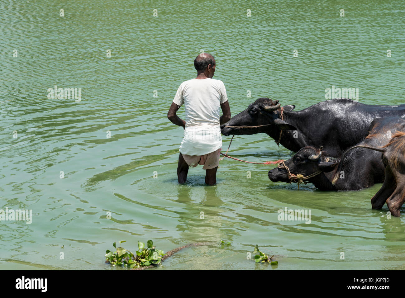 People cleaning their buffalo in a local pond in their village Stock Photo