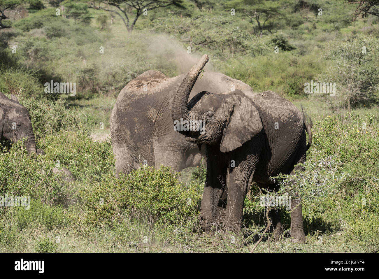 Elephant dusting, Tanzania Stock Photo