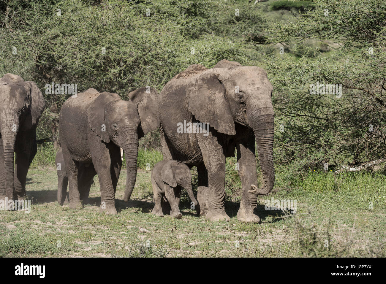 Elephant family, Ngorongoro Conservation Area, Tanzania Stock Photo