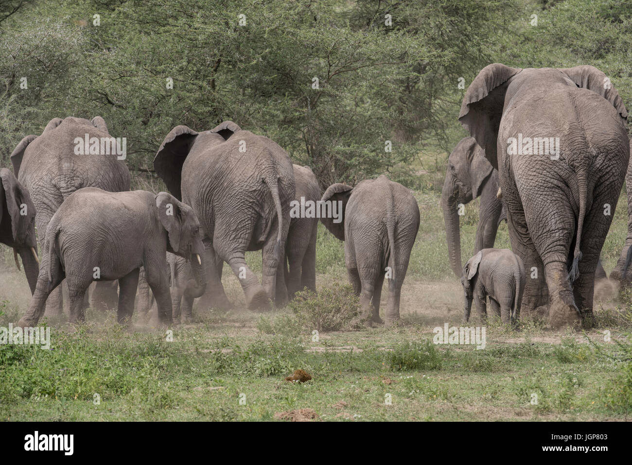 Elephant family, Ngorongoro Conservation Area, Tanzania Stock Photo