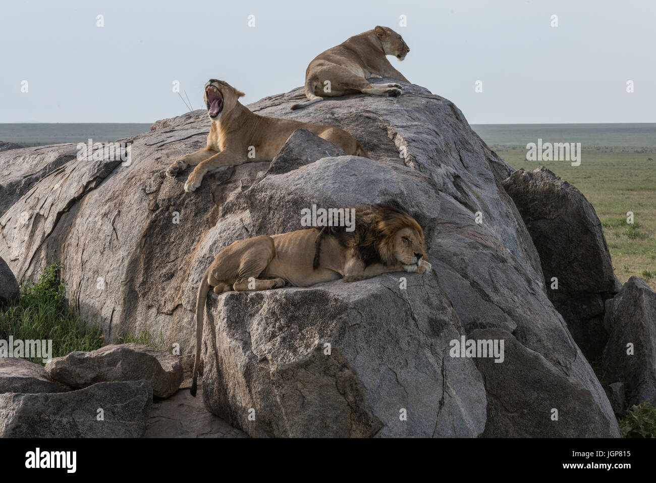 Male lion and lionesses on kopje, Serengeti National Park, Tanzania ...