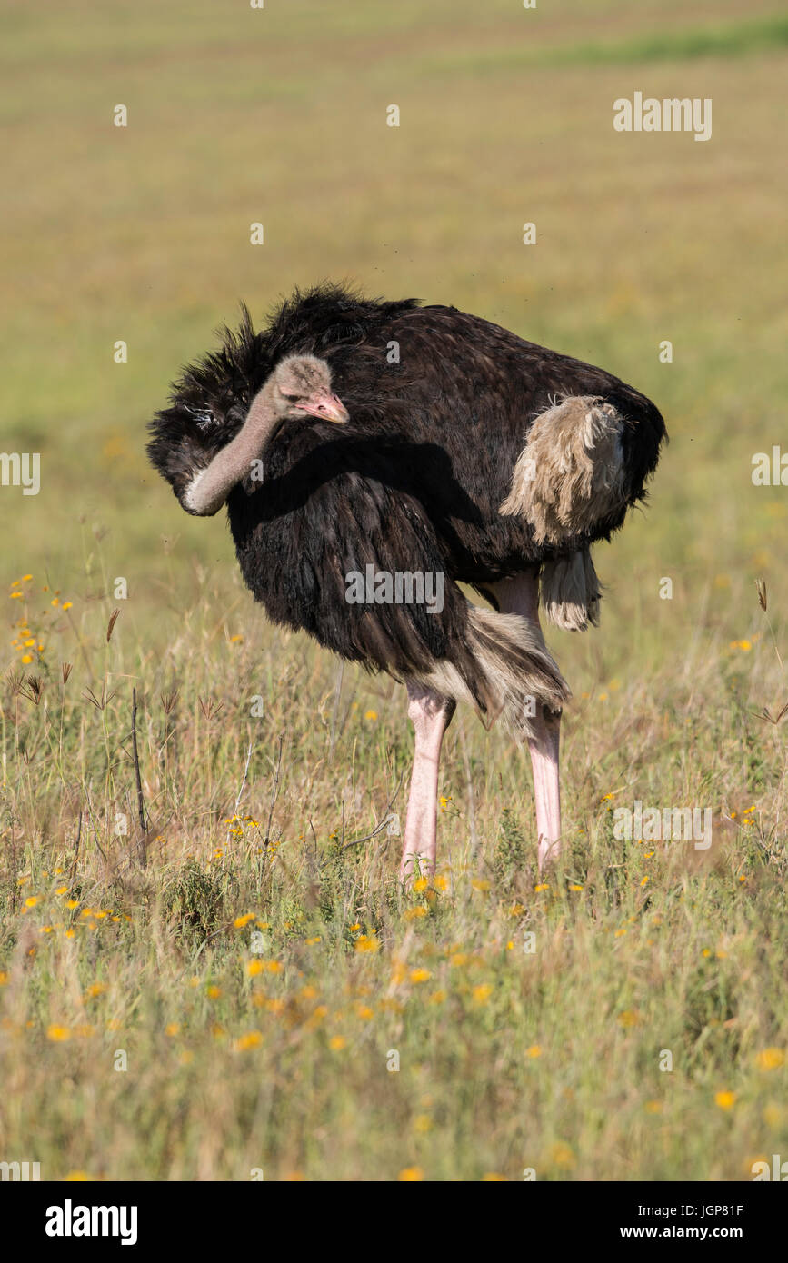 Common ostrich, Ngorongoro Crater, Tanzania Stock Photo