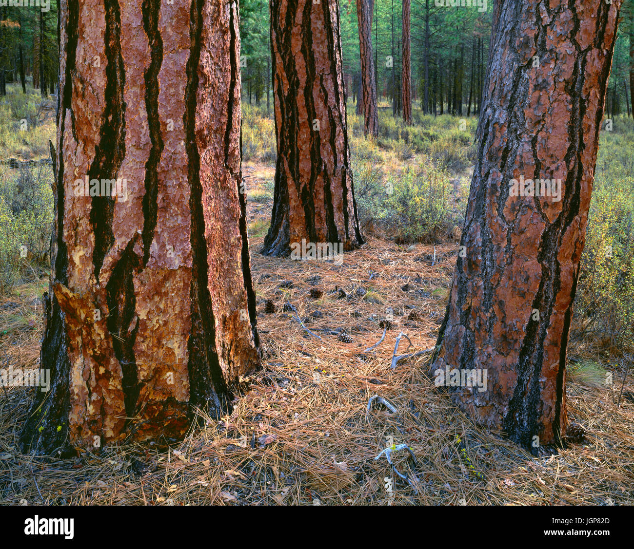 Tall old growth ponderosa pine hi-res stock photography and images - Alamy