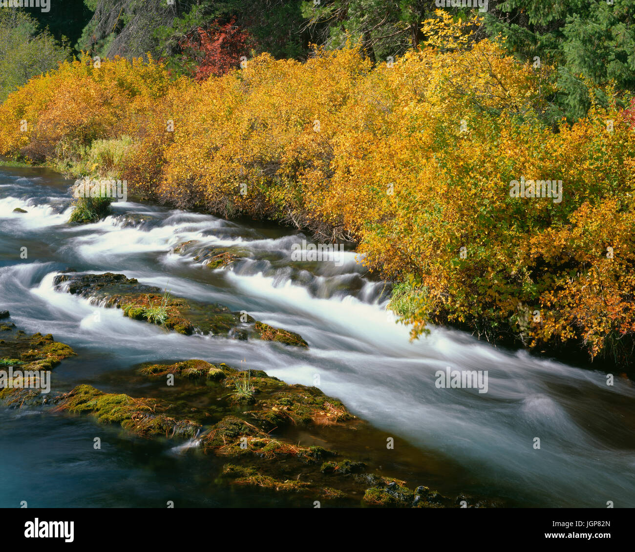 USA, Oregon, Deschutes National Forest, Fall colored shrubs along the Metolius River a