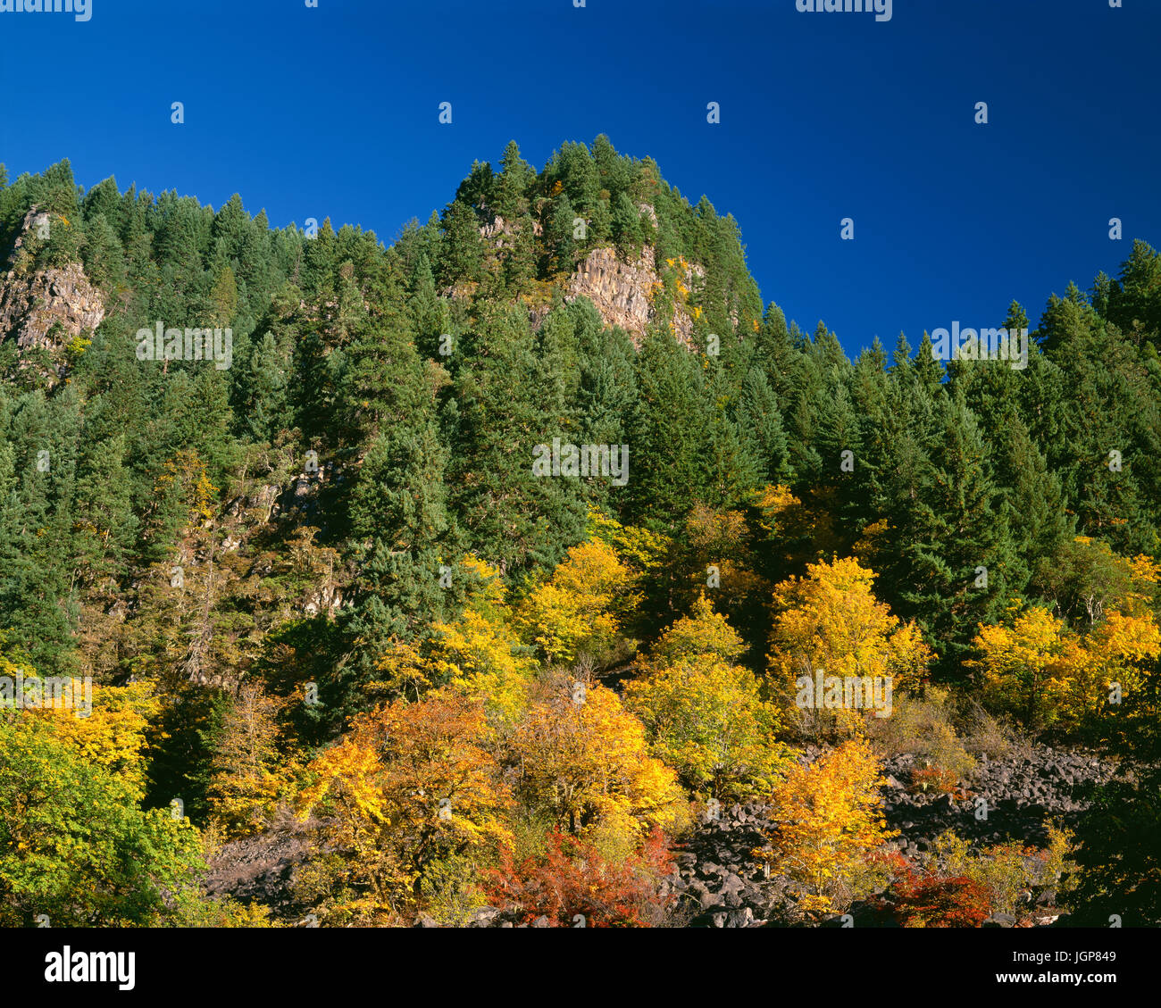 USA, Oregon, Willamette National Forest, Fall colors of bigleaf and ...