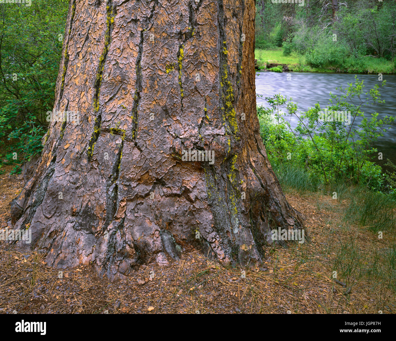 USA, Oregon, Deschutes National Forest, Large ponderosa pine grows next to the Metolius River in spring. Stock Photo