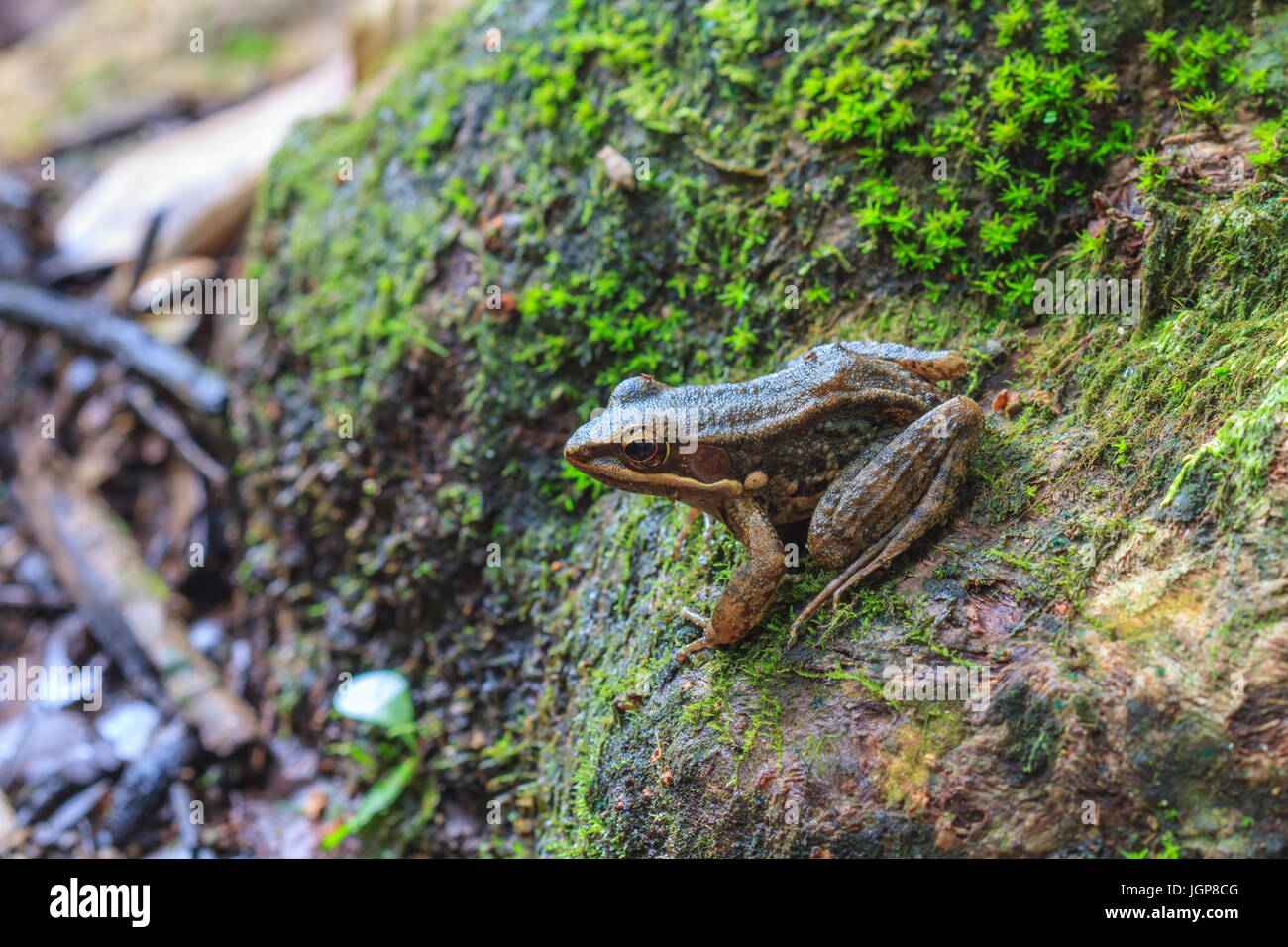beautiful Dark-sided Frog in tropical forest (Hylarana nigrovittata) Stock Photo