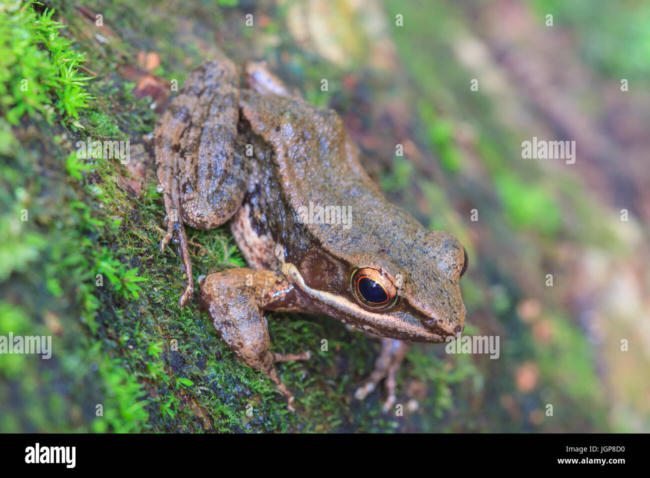 beautiful Dark-sided Frog in tropical forest (Hylarana nigrovittata) Stock Photo